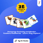 Bird feather flashcards for kids